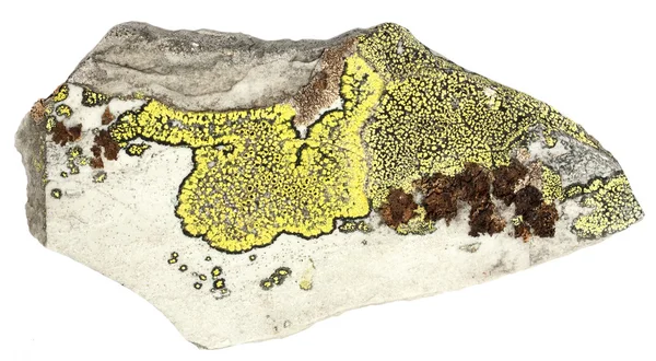 Lichene su ardesia — Foto Stock
