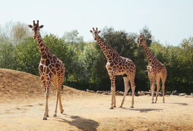 Three giraffes in the wild clipart