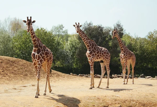 Three giraffes in the wild — Stock Photo, Image