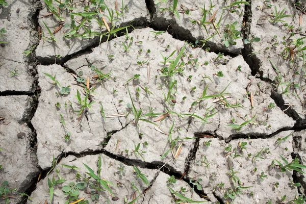 Тріснута і розкопана суха земля в посуху — стокове фото