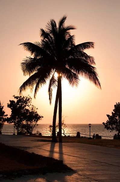 Palmtree Contre-Jour — Stockfoto