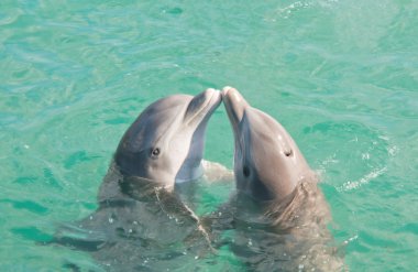 Two Dolphins Kissing clipart