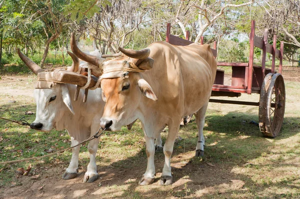 Ossen in Cubaanse boerderij — Stockfoto