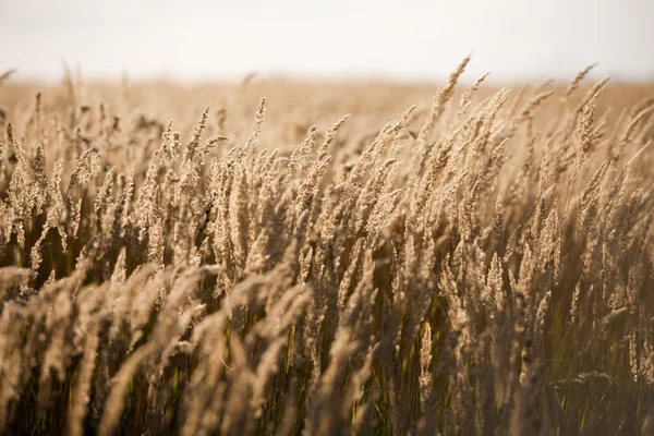 Dry Grass Stock Image