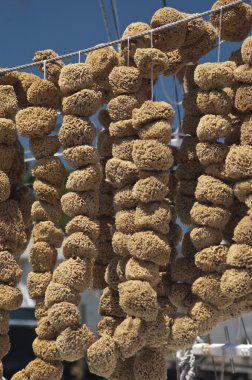 Sponges Hanging at Dock