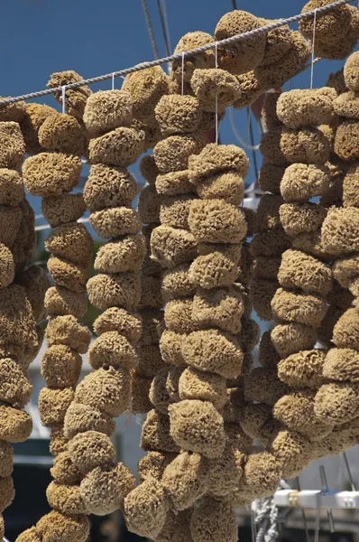 stock image Sponges Hanging at Dock