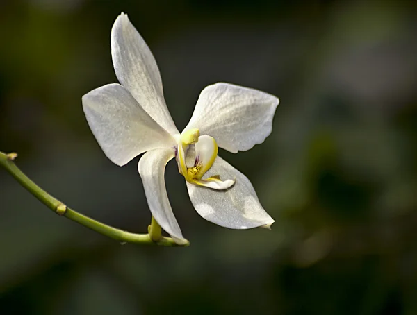 White Orchid in Wild