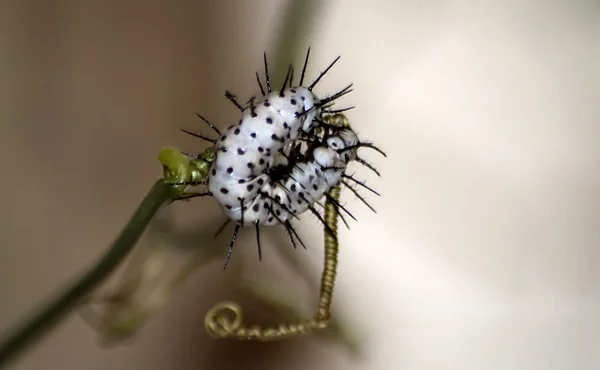 Зебра longwing гусениця — стокове фото