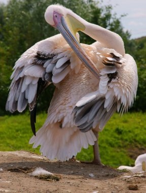 Pelican clipart