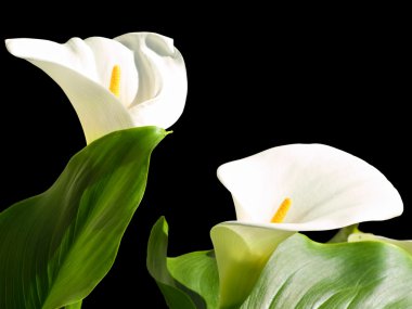 Calla liles clipart