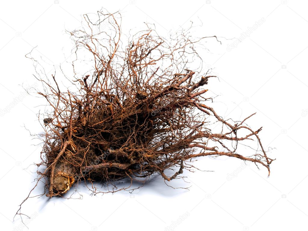 Root wood