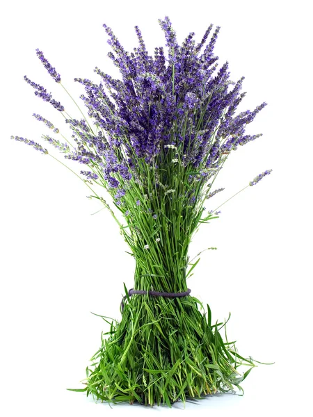 Lavendel boeket — Stockfoto