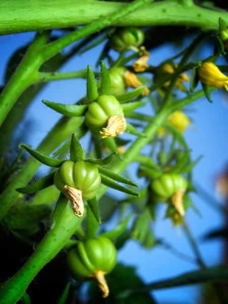 Gröna tomater — Stockfoto