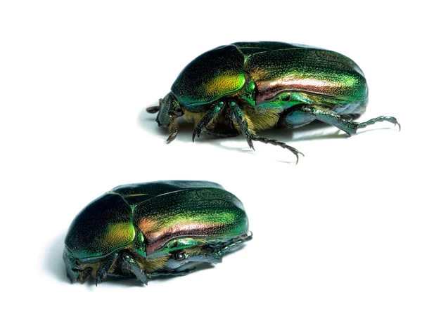 Rose chafers — Stock Photo, Image