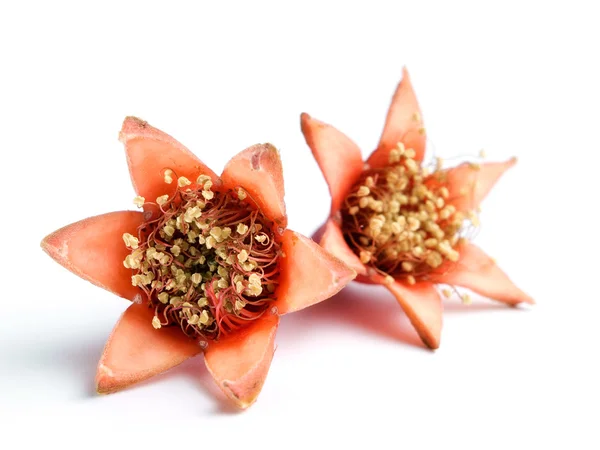 stock image Pomegranate flowers