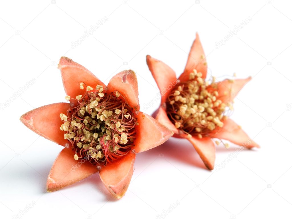 Pomegranate flowers
