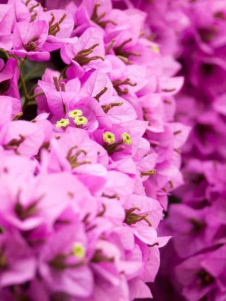 stock image Bougainvillea