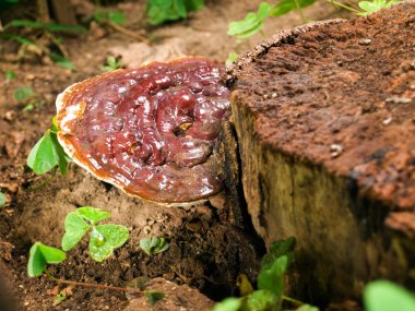 Ganoderma clipart