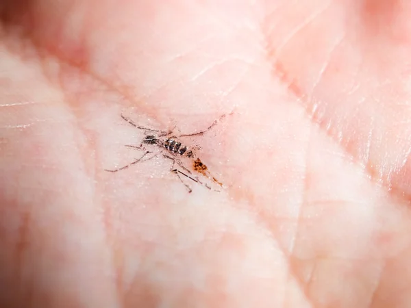 蚊のスマック — ストック写真
