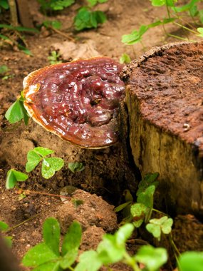 Ganoderma mantar