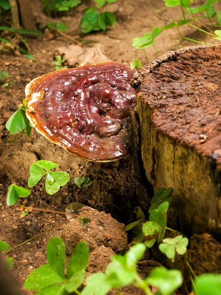 Cogumelo Ganoderma — Fotografia de Stock