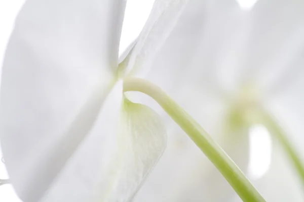 Detal z orchidei — Zdjęcie stockowe