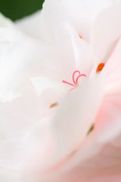 Stock image Beauty in a flower