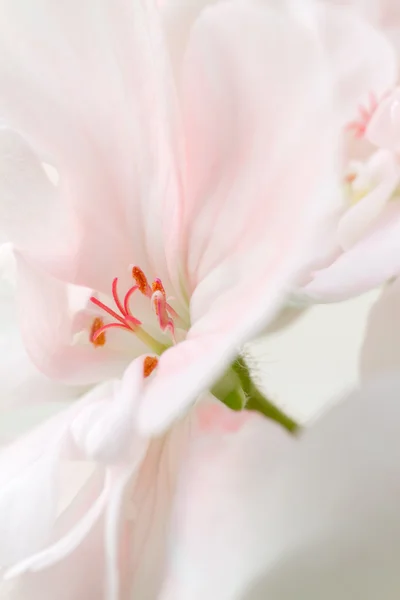 Stock image Details of a flower