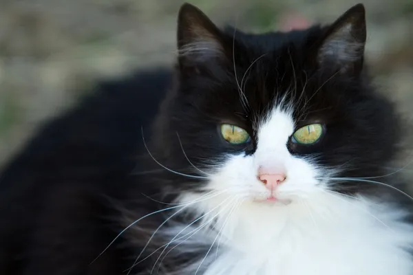 Чёрно-белая кошка Стоковое Фото