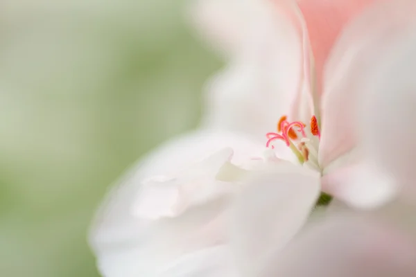 Flower in bloei Stockfoto