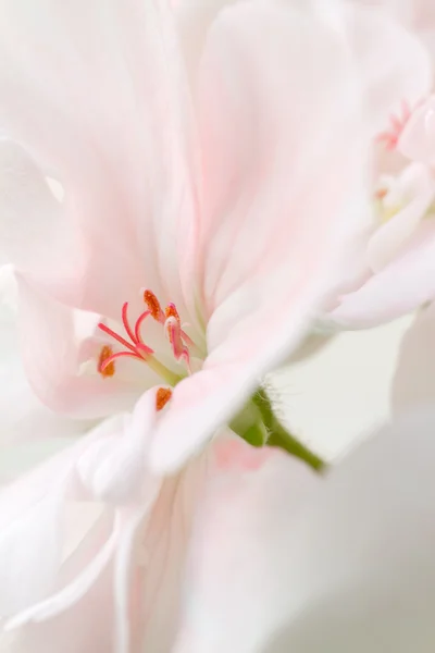 Detalhes de uma flor Fotografia De Stock
