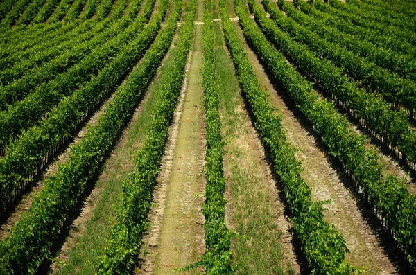 Виноградник — стокове фото