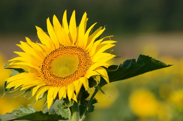 सूर्य फूल — स्टॉक फोटो, इमेज