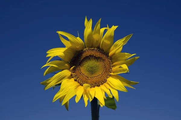 태양 꽃 — 스톡 사진