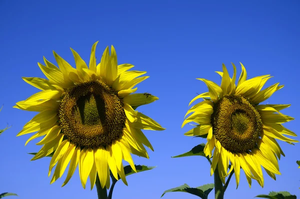 Fiore di sole — Foto Stock