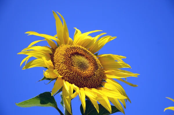 Sun Flower — Stock Photo, Image