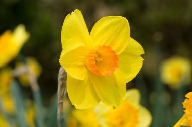 Sarı narcissuses