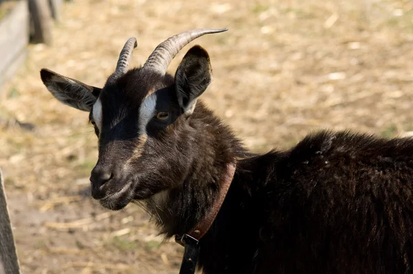 stock image Black horny goat