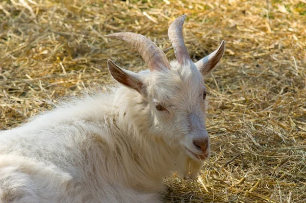 White horny goat — Stock Photo, Image