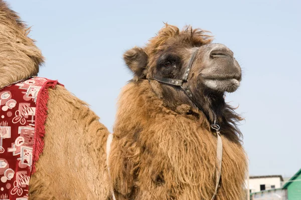 Brown Camel — Stock Photo, Image