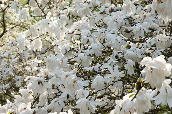 stock image Magnolia