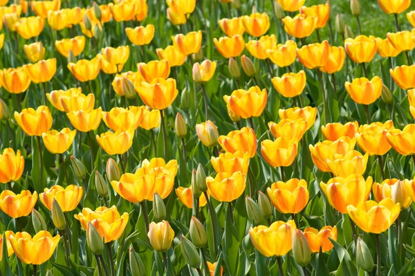 stock image Yellow tulips