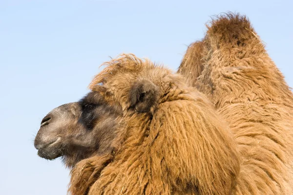 Camello marrón — Foto de Stock