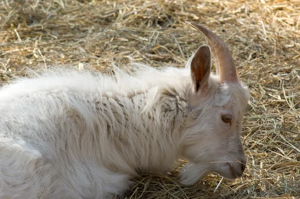 White horny goat — Stock Photo, Image