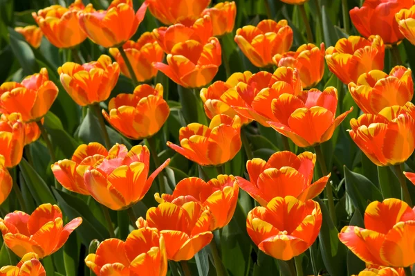 Žluto červené tulipány — Stock fotografie