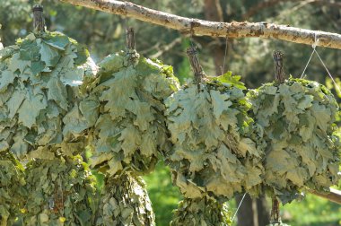 Huş ağacı ve meşe süpürgeler