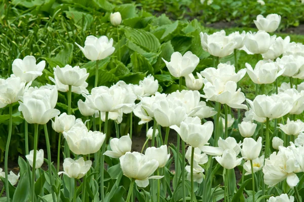 stock image White tulips