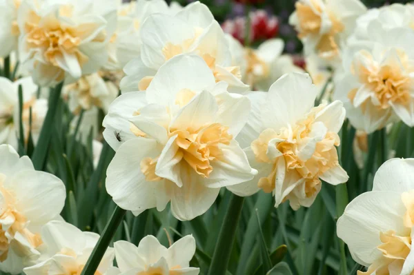 Stock image White narcissuses