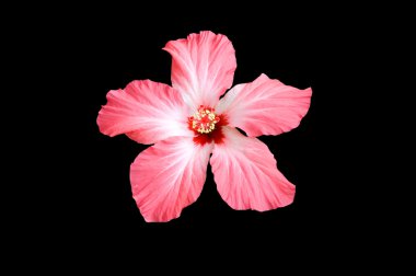 Hibiscus clipart