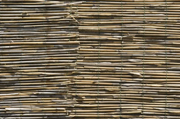 Background of cane — Stock Photo, Image